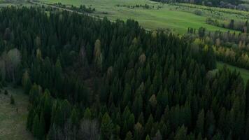 Green fields with summer trees. Clip.Bird 's - eye view of huge forest trees and fields with grass and blue sky . video