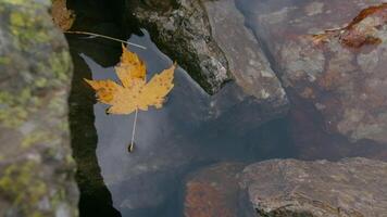 Close-up of autumn leaf on surface of water. Creative. Beautiful maple leaf on surface of water with stones in autumn. Autumn maple leaf in lake with rocks video
