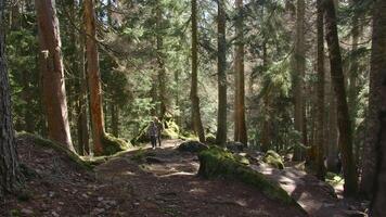 Mother and child climb in forest. Creative. Family hiking in hilly forest in summer. Beautiful summer forest with hiking on rise video