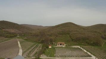 View of the green fields. Action. View from a drone where a young couple is kissing with a bride in a white dress and a farm is visible. video