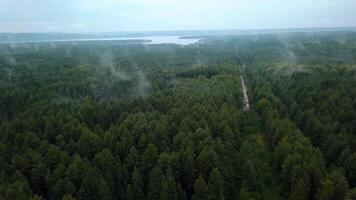 Green fields with summer trees. Clip.Bird 's - eye view of huge forest trees and fields with grass and blue sky . video