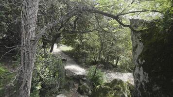 View of trail in green forest with tree and rock. Action. Dry tree with small rock in green sunny forest. Mysterious green forest with path and cobblestones on sunny day video
