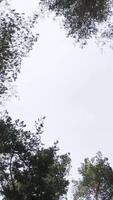 View of the sky in the Caucasus forest. Trees in the forest - the crown of leaves against the sky. Tree tops and branches of conifer trees on background blue sky. Perspective bottom up video