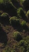 antenne visie Aan grijs velden met klein struiken. schot. antenne visie, direct bovenstaand van groen struiken oranje bomen rijen. agrarisch velden, gecultiveerd land- video