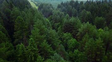 A myriad of green trees. Clip.A bird's-eye view of spruce and pine trees with fresh green branches. video