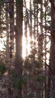 Path footpath in the deciduous forest in spring summer morning sun. Young lush green trees in forest. Detail view of pine tree with glowing sun. Selective focus. Spring forest, pine trees, pine cones. video