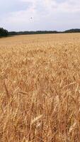 View of wheat field on cloudy summer day. Media. Golden ears of wheat field on cloudy day. Large farmer's field of wheat video