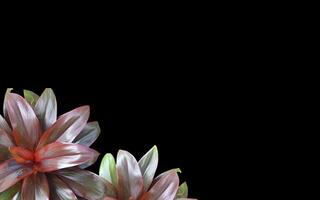 Brown sunflower background with empty space for greeting text. photo