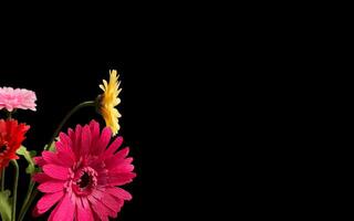 Sunflower background with empty space for greeting text. photo
