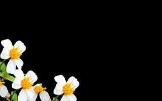 Paper flower background with empty field for greeting word. photo