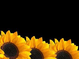Paper sunflower background with empty space for greeting text. photo