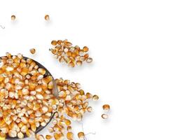 Close up of corn kernels can be used as background. photo