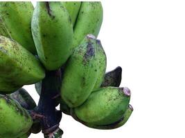 Fresh green bananas on a white background. Green banana photo