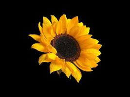 Paper sunflower background with empty space for greeting text. photo