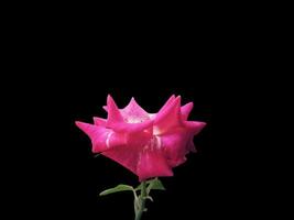 Pink rose flower background with black empty space for greeting text. photo