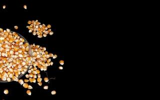 Close up of corn kernels can be used as background. photo