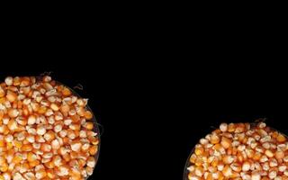 Close up of corn kernels can be used as background. photo