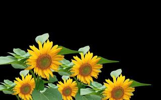 Sunflower background with empty space for greeting text. photo
