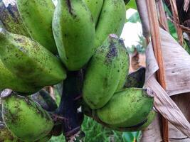 A bunch of fresh bananas hanging from a forest tree photo