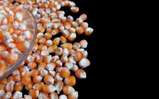 Close up of corn kernels can be used as background. photo