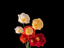 Paper rose flower background with empty space for greeting text. photo