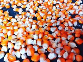 Close up of corn kernels can be used as background. photo