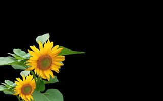 Sunflower background with empty space for greeting text. photo