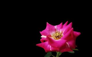 Pink rose flower background with black empty space for greeting text. photo
