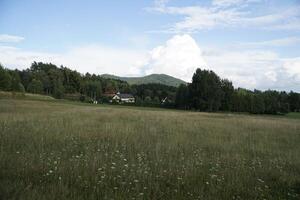Field in mountains in summer photo