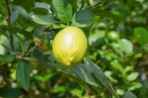 Close up picture of a lemon hanging from a tree. The lemon is yellow and has a green stem. photo