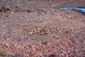 herd of wild mountain ibex on a rock slide on the site of a melted glacier in the highlands photo