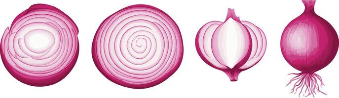 red onions, including whole, sliced vector