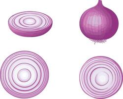red onion in whole and sliced forms vector