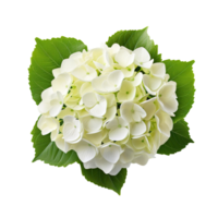 A hydrangea bush isolated on transparent background png