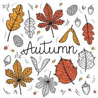 Illustration of Autumn objects with text. Hand drawn doodle with autumnal leaves,cones, acorn, maple leaf, oak leaf, plants. Design elements for Thanksgiving Day, autumnal season, event vector