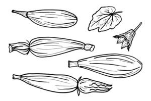 Hand drawn sketch of zucchini squash on isolated background. Food illustration with flowers, leaf and zucchini plant in line art. The image created without any artificial intelligence software vector