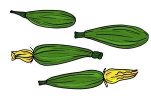 Hand drawn sketch of zucchini squash on isolated background. Colored food illustration with zucchini plants, autumnal vegetables. The image created without any artificial intelligence software vector