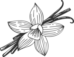 Vanilla orchid flower with vanilla sticks pods. Sketch drawing png