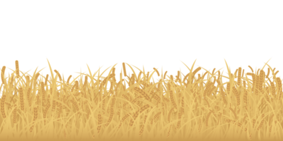 Wheat field isolated flat design graphic illustrated. Rice field side view object template. png