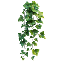Green Ivy Vine Hanging with Transparent Background png