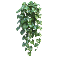 Green Ivy Vine with Transparent Background Hanging from a Wall, Perfect for Interior Decoration and Design png