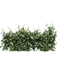 Green Ivy Bush with a Transparent Background for Digital Design and Illustration png