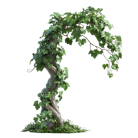 Twisted Ivy Tree with Transparent Background, A Lush Green Canopy Reaching for the Sky with a Transparent Background png