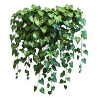 Green Ivy Vines Hanging with Transparent Background,  Perfect for Design Projects png