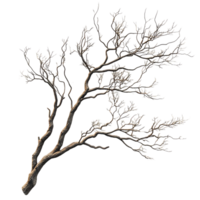 Bare Tree Branch with Transparent Background - Isolated Winter Branch with Snow-Covered Twigs png