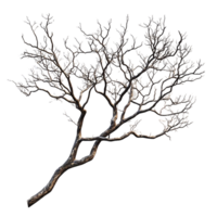 Bare Tree Branch with Snow, Isolated on Transparent Background, Winter Forest, Nature, Cold, Frozen, Frost,  Tree, Branch,  Snow-Covered,  Wintery,  Snowy,  Winter Scene,  Frozen Tree Branch,  Isolated Branch,  Nature Photography,  Winter Wonderland,  Ice png