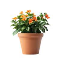 Orange Flowers in a Terracotta Pot with a Transparent Background png
