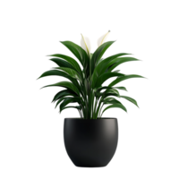 Peace Lily Plant in Black Pot with a Transparent Background png
