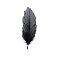 A Single Black Feather with a Transparent Background, Isolated on a Dark Background png