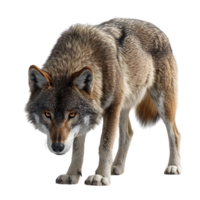 Wolf Staring Intensely with a Transparent Background, Ready to Pounce with a Fierce Look in its Eyes png